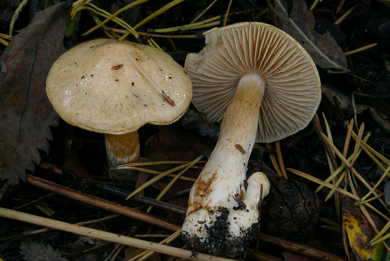 Cortinarius argutus